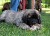 images/T-Wurf/T-Wurf Wo 9/3S8A2913-Bearbeitet.jpg